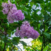 Аромат сирени :: Наталья Rosenwasser