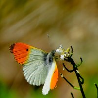 из позавчерашней съемки 5 :: Александр Прокудин