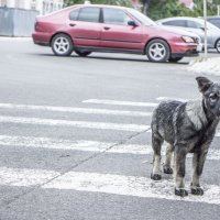 Немой укор :: Коля Лукашов