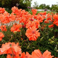 Маки :: Татьяна Пальчикова Маки :: Татьяна Пальчикова