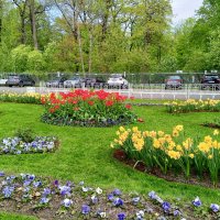 Весна :: Сапсан 