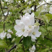 нежное цветение :: Галина R...