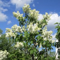 Сирень запахла за окном... :: Ольга Довженко Сирень запахла за окном... :: Ольга Довженко