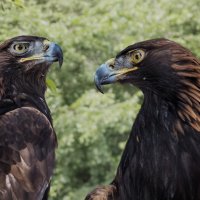 Беркут :: SanSan 