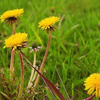 Они- целители  и медоносы! :: Владимир 