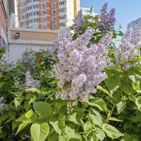 В Москве цветёт сирень :: Валерий Иванович В Москве цветёт сирень :: Валерий Иванович