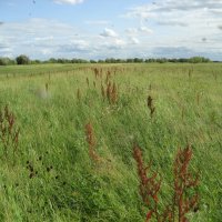 Комары на страже :: Anna Ivanova