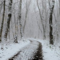 Первый снег......... :: Юрий Цыплятников