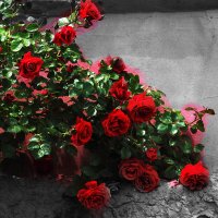 Розочки :: Юрий Гайворонскiий Розочки :: Юрий Гайворонскiий