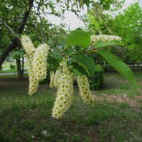 в начале мая :: Елена Шаламова