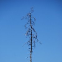 ЧТОБ ЩЕГОЛЯТЬ В КОСТЮМЕ ИЗ БЕЛЫХ ПАРУСОВ, ОН МАЧТОЙ КАРАБЛЯ МЕЧТАЛ СТАТЬ С ДЕТСТВА :: Юрий Вовк