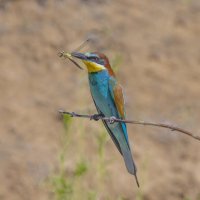 щурки :: юрий макаров