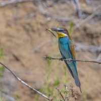 щурки :: юрий макаров