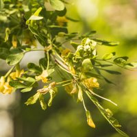 Акварель цветения. :: Петр Беляков Акварель цветения. :: Петр Беляков