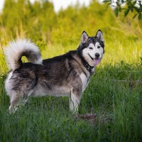 Ярик. :: leff Postnov