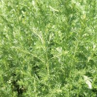 полынь двудомная полынь горькая :: Сергей Тимоновский