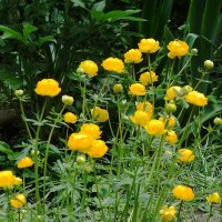 Купальница :: Рита Симонова