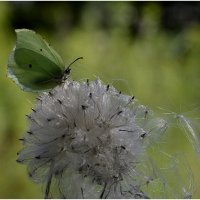 ...еще недавно цвели... :: Aleksandr Gal