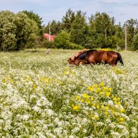 "На дальней станции сойду трава - по пояс …" (М. Танич) :: Игорь Викторов