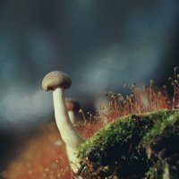 Гриб :: Эдуард Куклин