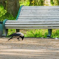 В парке должен быть порядок! :: Ирина Соловьёва