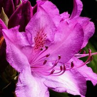 Родендрон :: Галина Левина