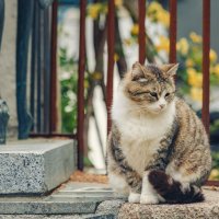 Крым. Гурзуф. Май 2025 :: Вячеслав Владимирович