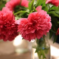 Выставка пионов :: ZNatasha -