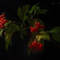 Калина красная :: игорь 