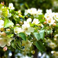 Воздух наполнился благоуханием :: Hope 