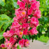 Красный каштан :: Галина Бобкина