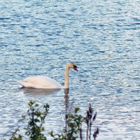 Гордая птица. :: Yuri Chudnovetz Гордая птица. :: Yuri Chudnovetz