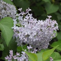 Сирень :: Freddy 97