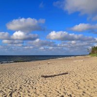 Королевский бор и море :: Сергей Карачин