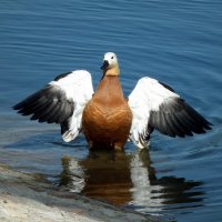 А что случилось?)) :: Оксана (Barbariska) Михайлова