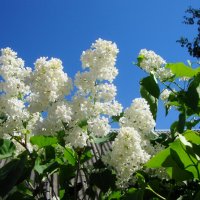 майская белизна... :: Галина Флора