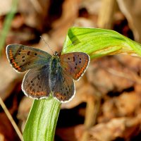 из сегодняшней съемки  1 :: Александр Прокудин