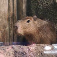 В Москвариуме - капибара :: <<< Наташа >>> В Москвариуме - капибара :: <<< Наташа >>>