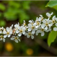 Весеннее обновление... :: Aquarius - Сергей Весеннее обновление... :: Aquarius - Сергей