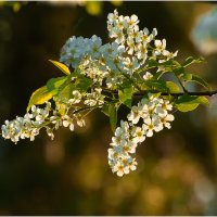 На закате майского дня :: Валентин Котляров