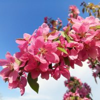 Яблоня :: Сапсан 