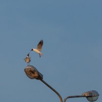 кушай детятка :: Denis Doroshenko