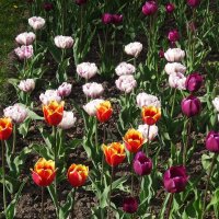 Весна. Тюльпаны :: Лидия Бусурина