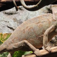 Хамелеон :: <<< Наташа >>>