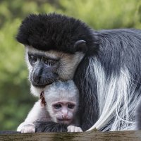 Колобус :: SanSan 