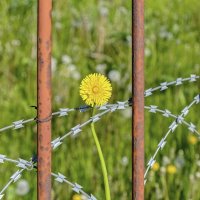 Побег из неволи :: Валерий Иванович Побег из неволи :: Валерий Иванович