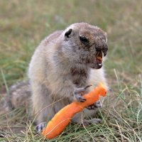 Франкенштейн :: Василий 