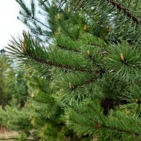 Весна идёт, весне дорогу! :: Галина Минчук Весна идёт, весне дорогу! :: Галина Минчук