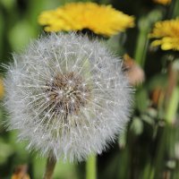 К полету готовы! :: Любовь Сахарова