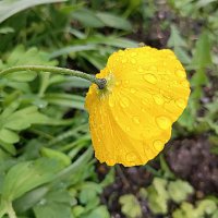 После дождя :: Любовь Сахарова